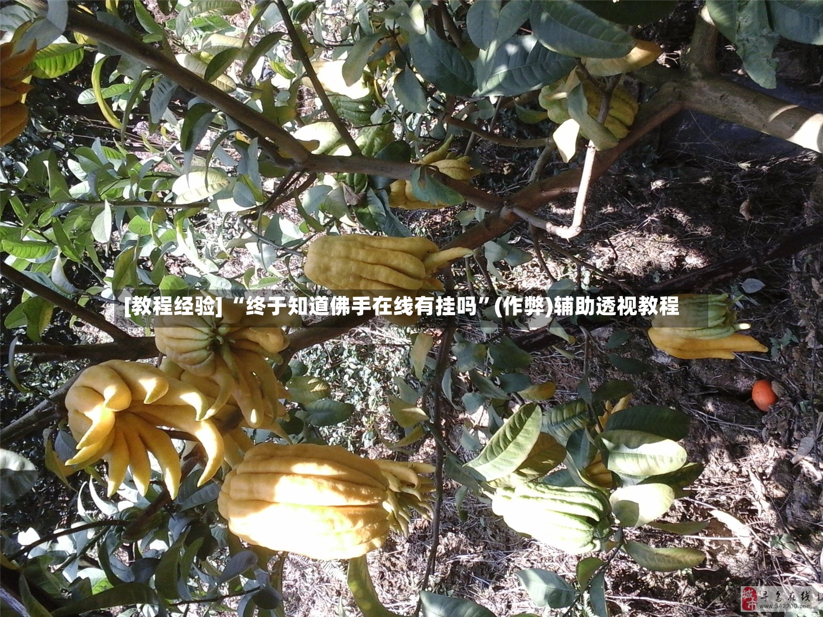 [教程经验] “终于知道佛手在线有挂吗”(作弊)辅助透视教程-第2张图片