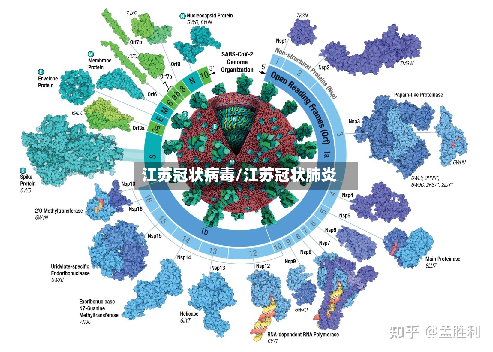 江苏冠状病毒/江苏冠状肺炎