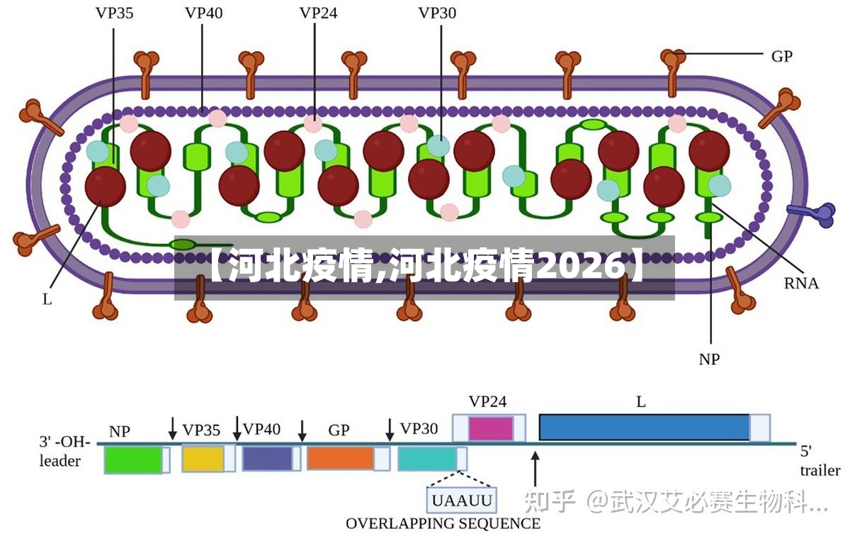 【河北疫情,河北疫情2026】-第2张图片