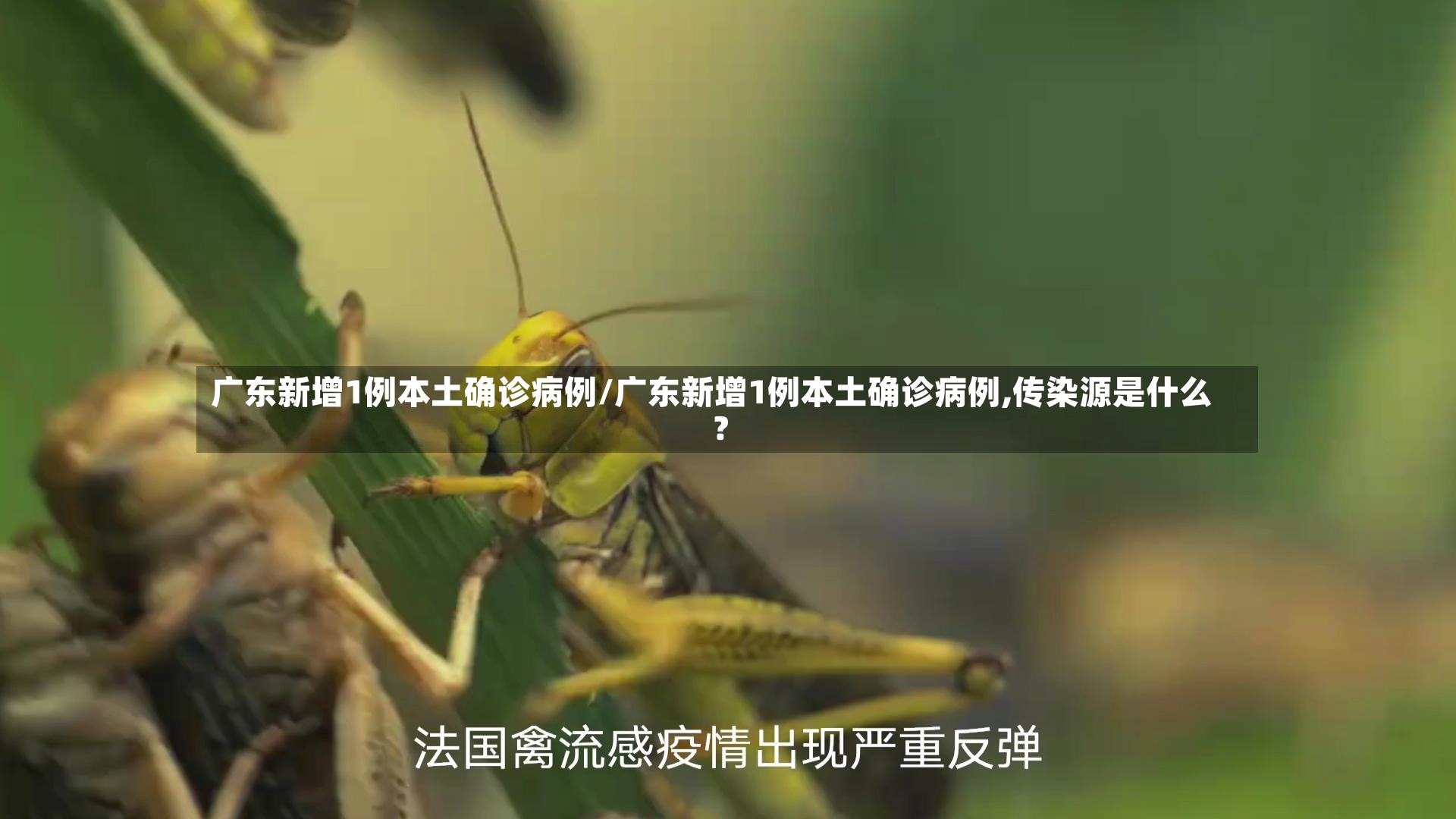 广东新增1例本土确诊病例/广东新增1例本土确诊病例,传染源是什么?